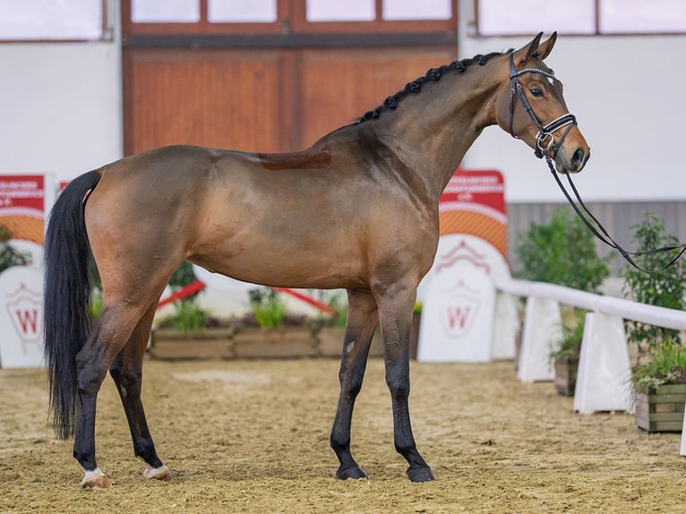Deutsches Reitpferd Stute 5 Jahre Brauner in Münster-Handorf