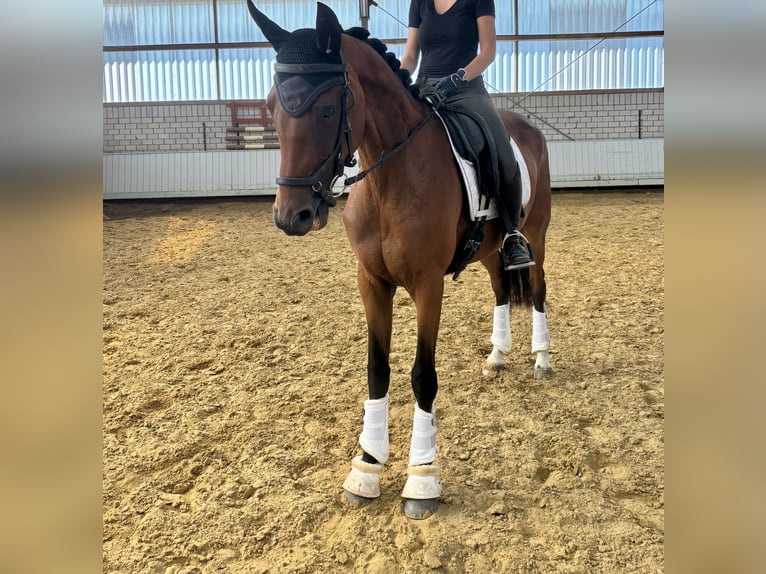 Deutsches Reitpferd Stute 5 Jahre Brauner in B&#xF6;nen