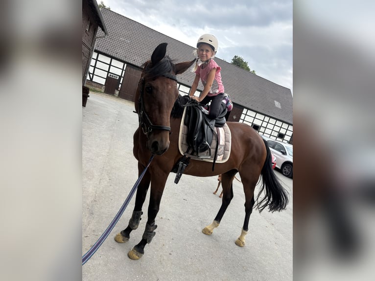 Deutsches Reitpferd Stute 5 Jahre Brauner in B&#xF6;nen
