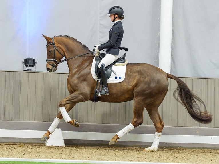 Deutsches Reitpferd Stute 5 Jahre Fuchs in Münster-Handorf