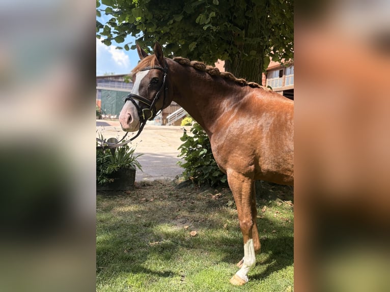 Deutsches Reitpferd Stute 6 Jahre 150 cm Dunkelfuchs in Ibbenbüren