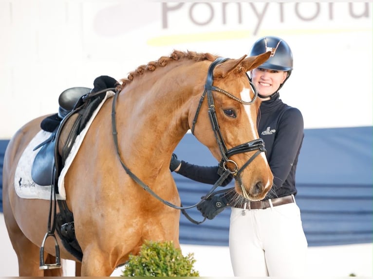Deutsches Reitpferd Stute 6 Jahre 155 cm Fuchs in Davidschlag