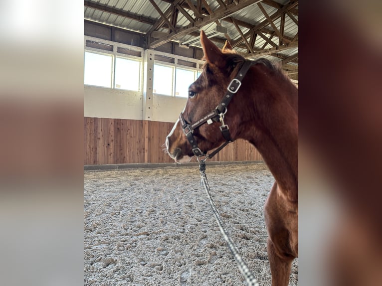 Deutsches Reitpferd Stute 6 Jahre 155 cm Fuchs in Gerwisch