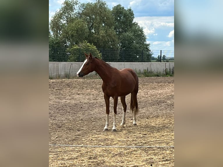 Deutsches Reitpferd Stute 6 Jahre 155 cm Fuchs in Gerwisch