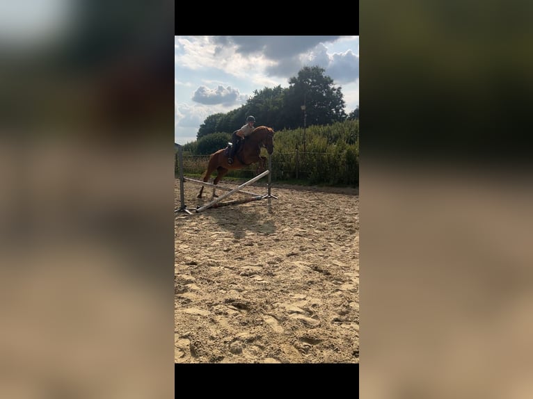 Deutsches Reitpferd Stute 6 Jahre 157 cm Fuchs in H&#xFC;nxe