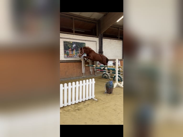 Deutsches Reitpferd Stute 6 Jahre 157 cm Fuchs in H&#xFC;nxe