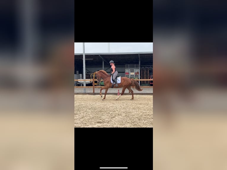 Deutsches Reitpferd Stute 6 Jahre 157 cm Fuchs in H&#xFC;nxe