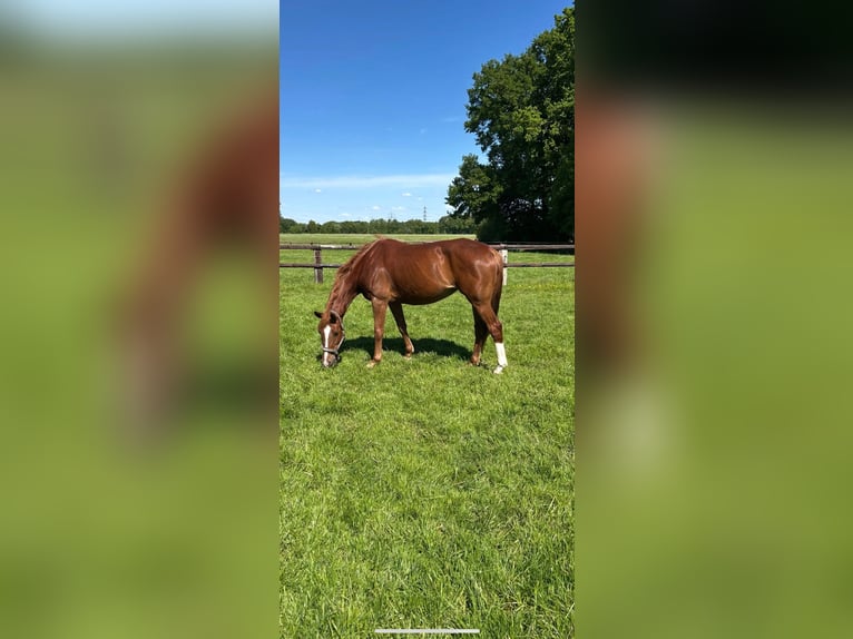 Deutsches Reitpferd Stute 6 Jahre 157 cm Fuchs in H&#xFC;nxe