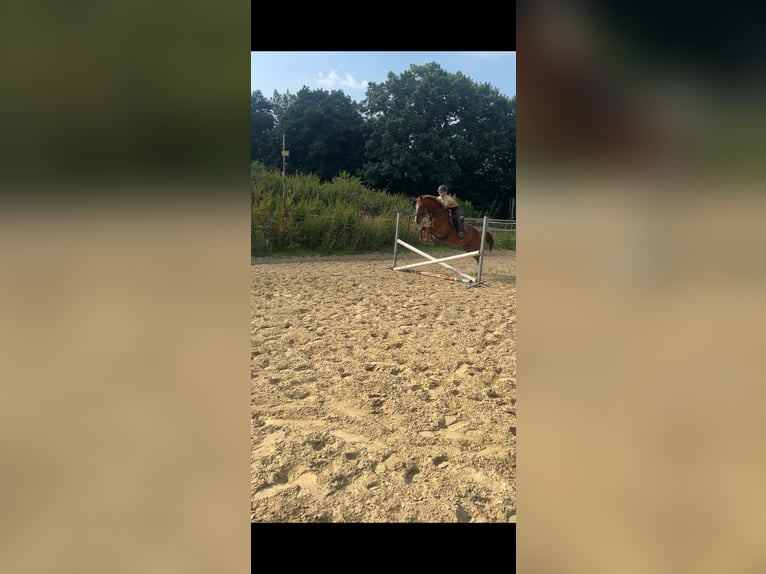 Deutsches Reitpferd Stute 6 Jahre 157 cm Fuchs in H&#xFC;nxe