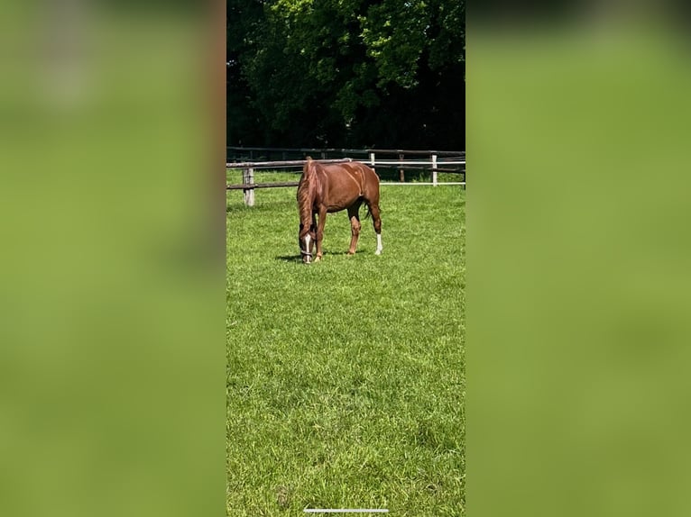 Deutsches Reitpferd Stute 6 Jahre 157 cm Fuchs in H&#xFC;nxe