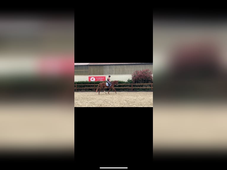 Deutsches Reitpferd Stute 6 Jahre 157 cm Fuchs in H&#xFC;nxe