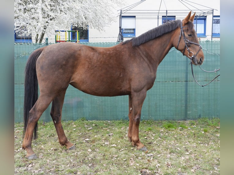 Deutsches Reitpferd Stute 6 Jahre 157 cm Fuchs in Buchhain