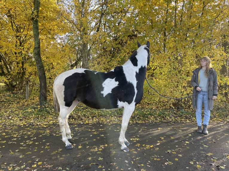 Deutsches Reitpferd Stute 6 Jahre 160 cm Schecke in Sendenhorst