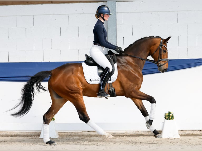 Deutsches Reitpferd Stute 6 Jahre 162 cm Brauner in Marsberg