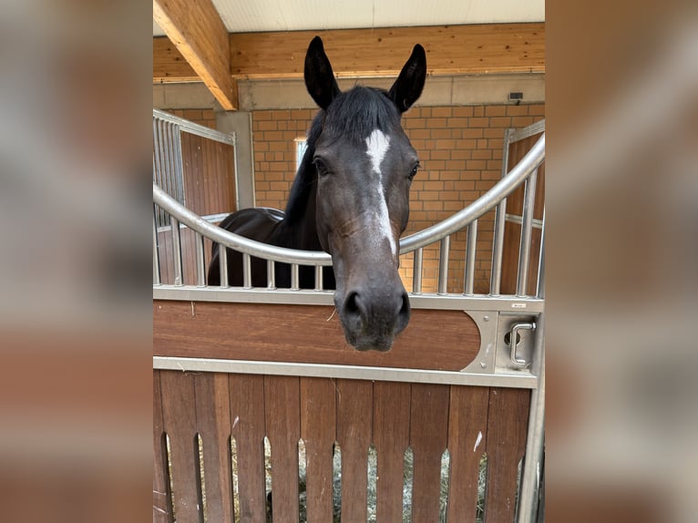 Deutsches Reitpferd Stute 6 Jahre 163 cm Brauner in Glandorf