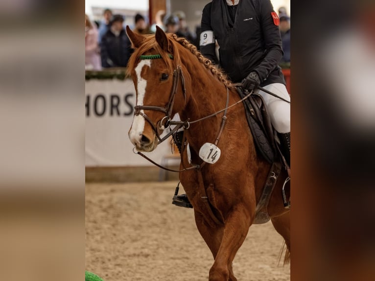 Deutsches Reitpferd Stute 6 Jahre 163 cm Fuchs in Gerbstedt