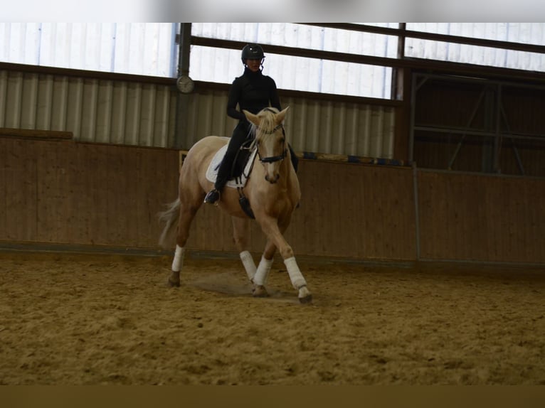 Deutsches Reitpferd Stute 6 Jahre 163 cm Palomino in Borken