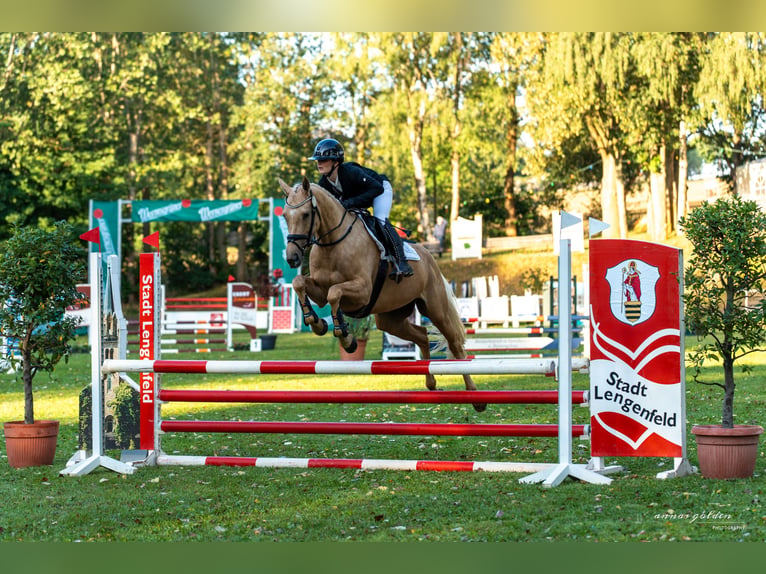 Deutsches Reitpferd Stute 6 Jahre 163 cm Palomino in Lengenfeld