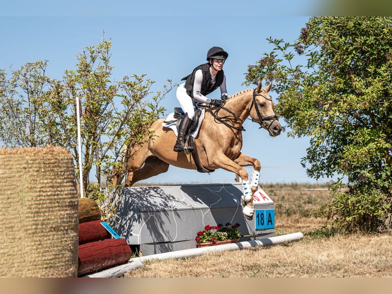 Deutsches Reitpferd Stute 6 Jahre 163 cm Palomino in Lengenfeld