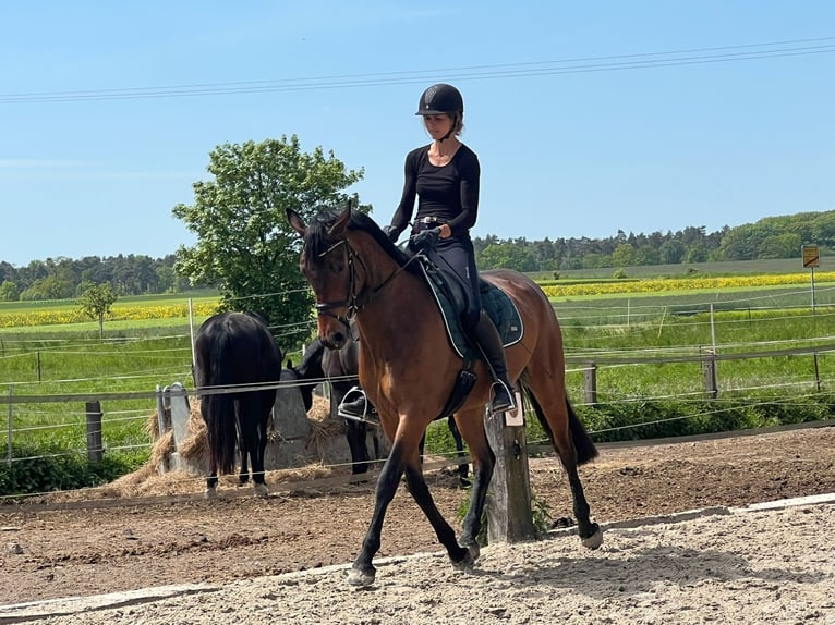 Deutsches Reitpferd Stute 6 Jahre 164 cm Dunkelbrauner in Machern