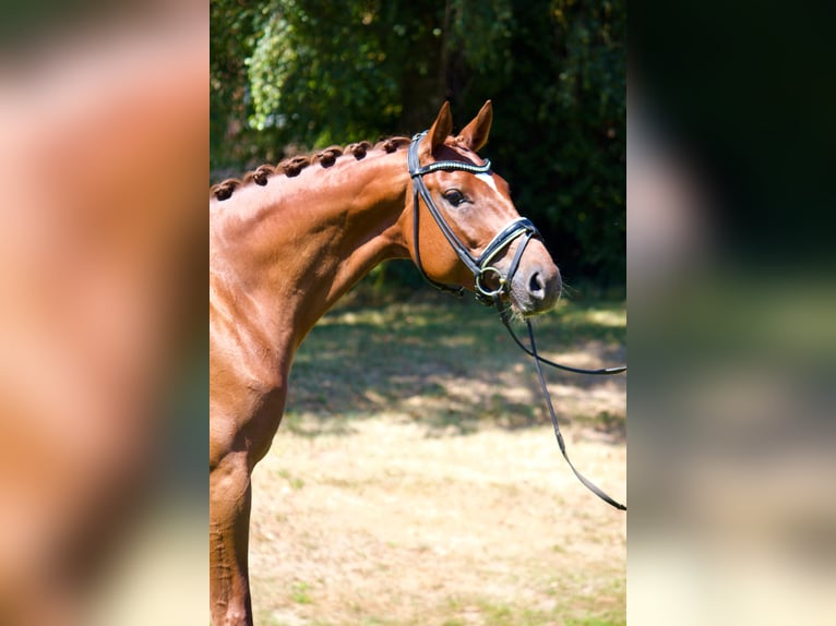 Deutsches Reitpferd Stute 6 Jahre 164 cm Fuchs in Essen