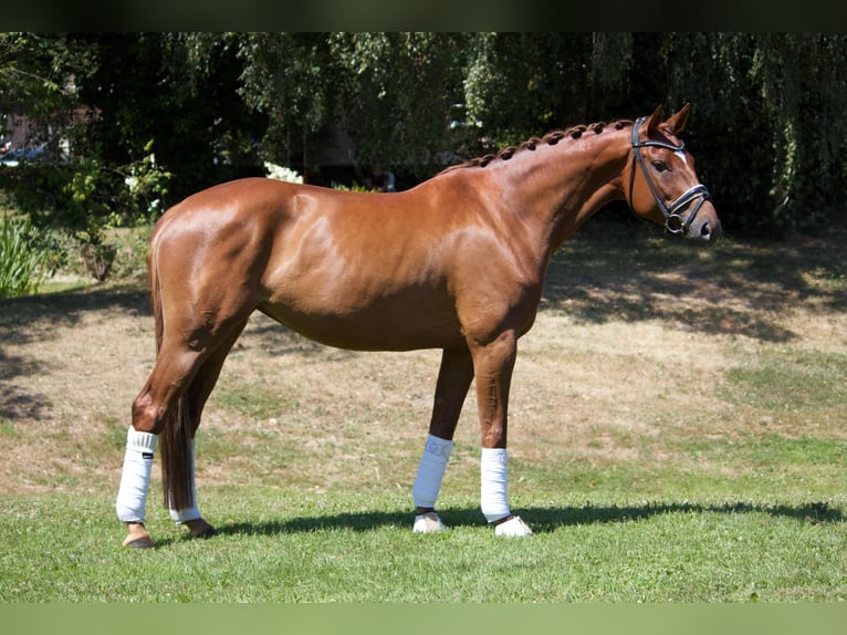 Deutsches Reitpferd Stute 6 Jahre 164 cm Fuchs in Essen