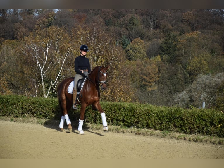 Deutsches Reitpferd Stute 6 Jahre 164 cm Fuchs in Essen