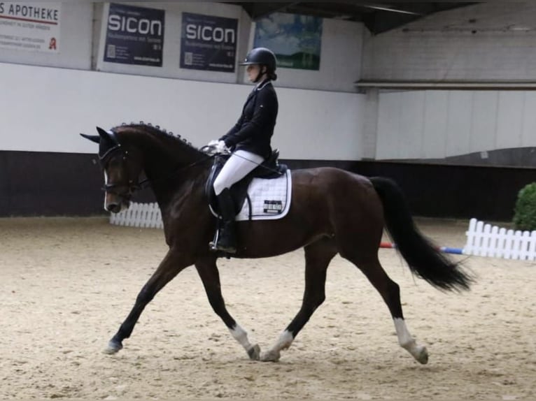Deutsches Reitpferd Stute 6 Jahre 165 cm Brauner in Legden