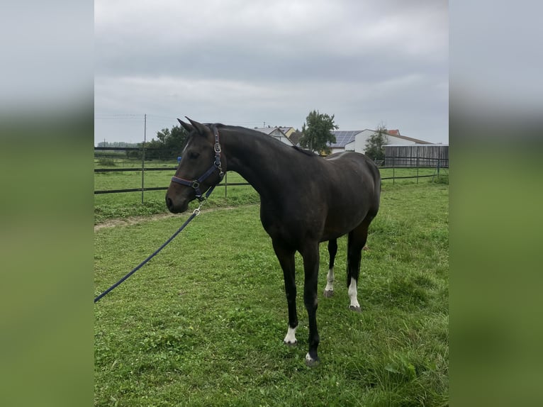 Deutsches Reitpferd Stute 6 Jahre 165 cm Dunkelbrauner in Zusmarshausen