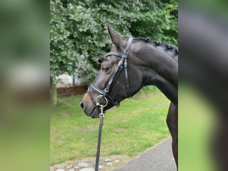 Deutsches Reitpferd Stute 6 Jahre 165 cm Dunkelbrauner in Hopsten