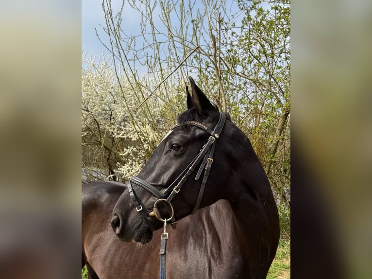 Deutsches Reitpferd Stute 6 Jahre 165 cm Rappe in Grevenbroich