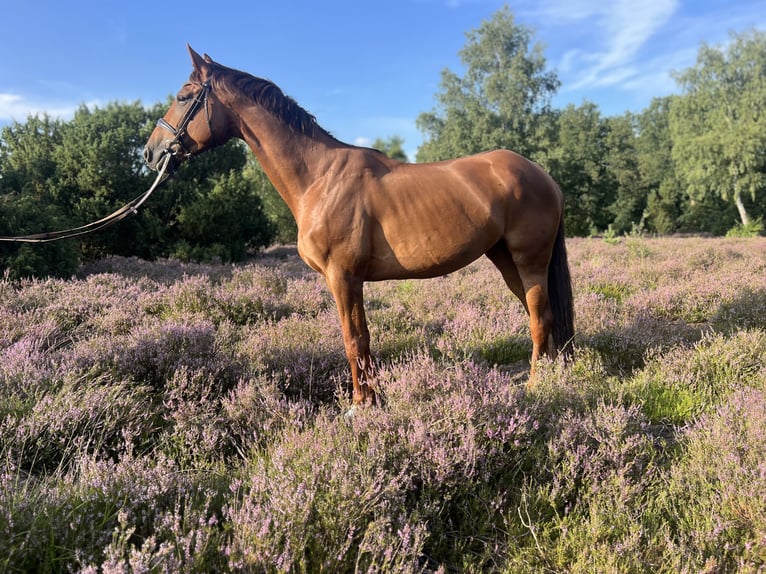Deutsches Reitpferd Stute 6 Jahre 166 cm Dunkelfuchs in Egestorf