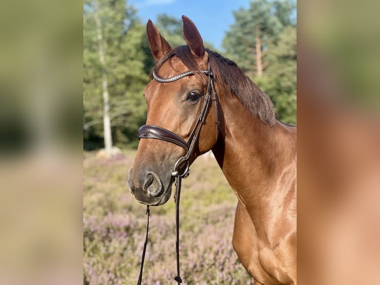 Deutsches Reitpferd Stute 6 Jahre 166 cm Dunkelfuchs in Egestorf