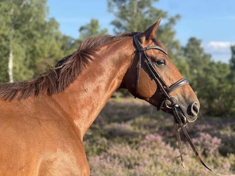 Deutsches Reitpferd Stute 6 Jahre 166 cm Dunkelfuchs in Egestorf