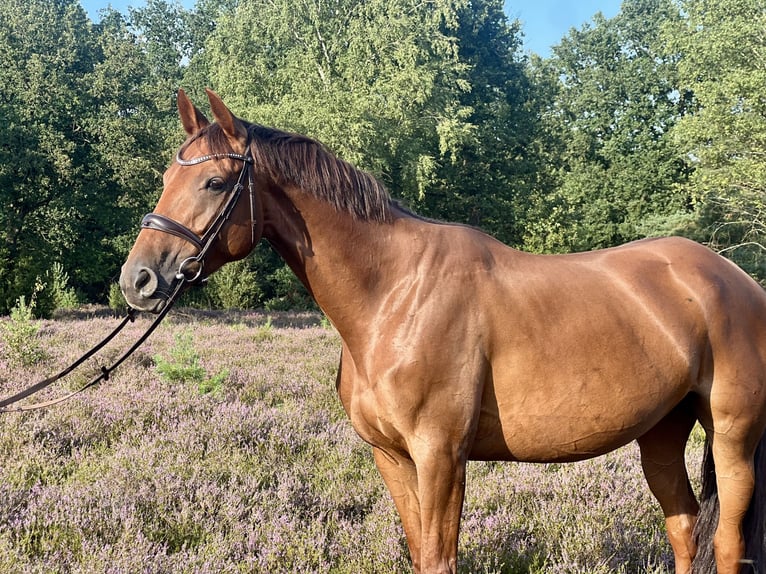 Deutsches Reitpferd Stute 6 Jahre 166 cm Dunkelfuchs in Egestorf
