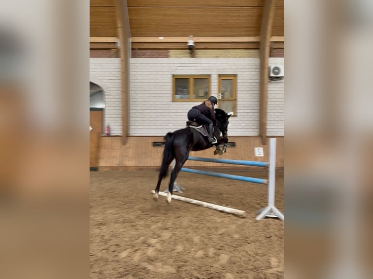 Deutsches Reitpferd Stute 6 Jahre 167 cm Dunkelbrauner in Wittichenau