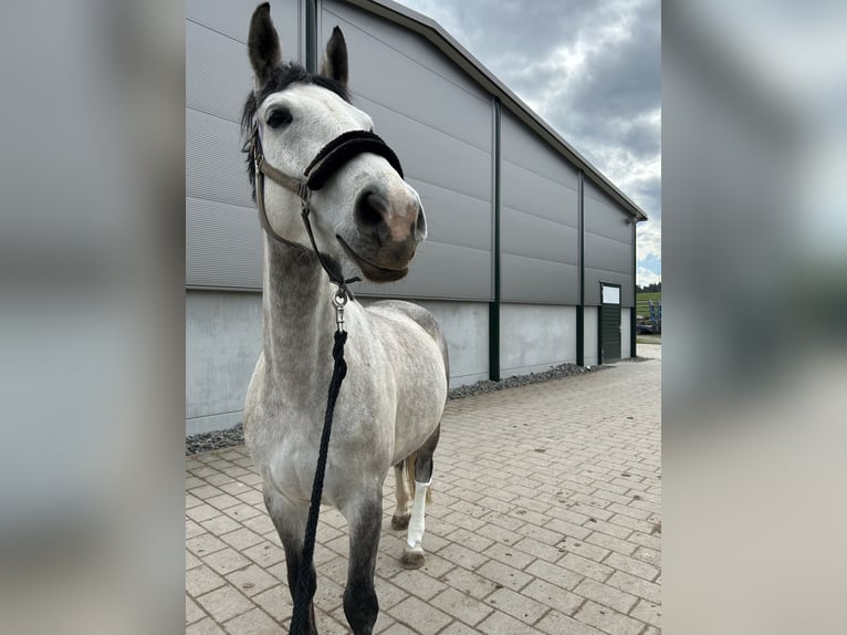 Deutsches Reitpferd Stute 6 Jahre 170 cm Apfelschimmel in Niedereschach