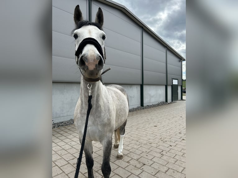 Deutsches Reitpferd Stute 6 Jahre 170 cm Apfelschimmel in Niedereschach