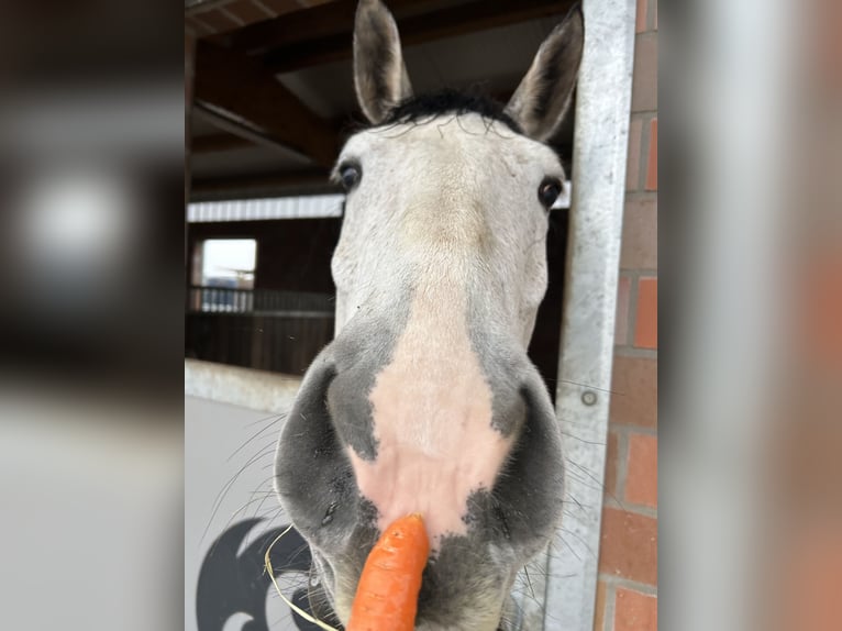 Deutsches Reitpferd Stute 6 Jahre 170 cm Apfelschimmel in Niedereschach