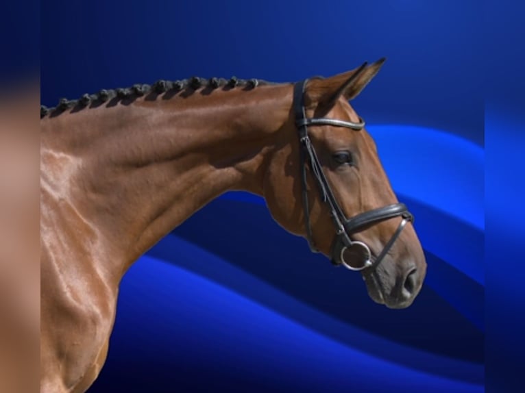 Deutsches Reitpferd Stute 6 Jahre 170 cm Brauner in Altenberge