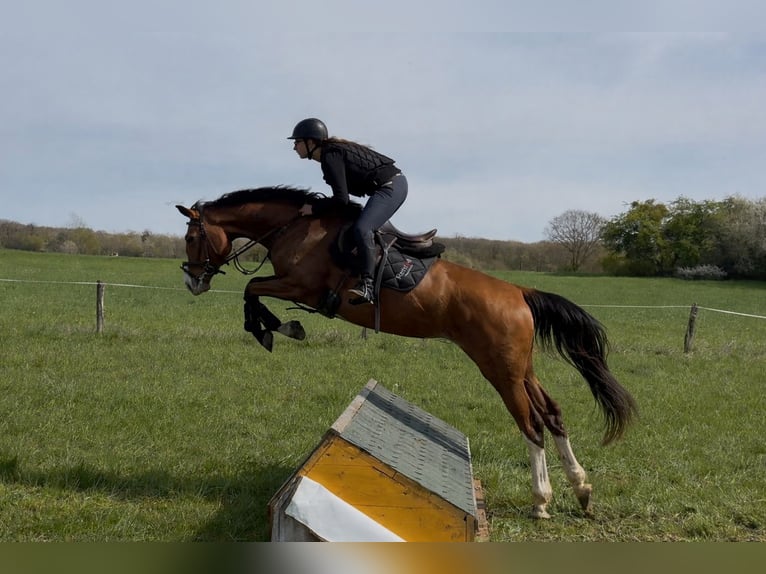 Deutsches Reitpferd Stute 6 Jahre 170 cm Brauner in Bruchmühlbach-Miesau