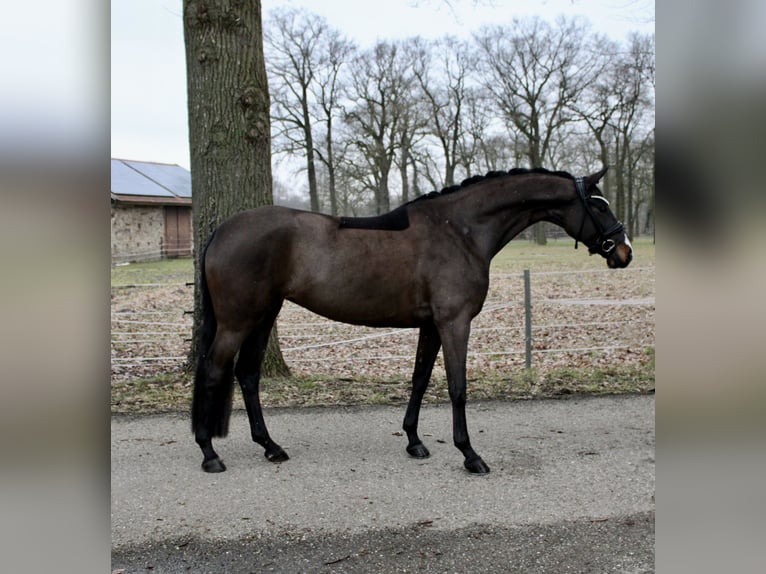 Deutsches Reitpferd Stute 6 Jahre 170 cm Dunkelbrauner in Recke, bei Osnabrück