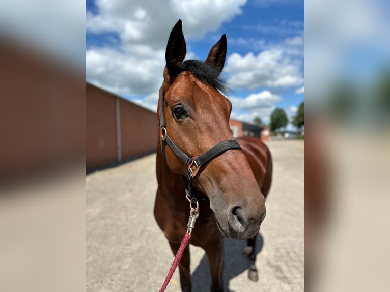 Deutsches Reitpferd Stute 6 Jahre 170 cm Rotbrauner in Deventer