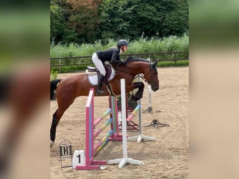Deutsches Reitpferd Stute 6 Jahre 170 cm Rotbrauner in Deventer