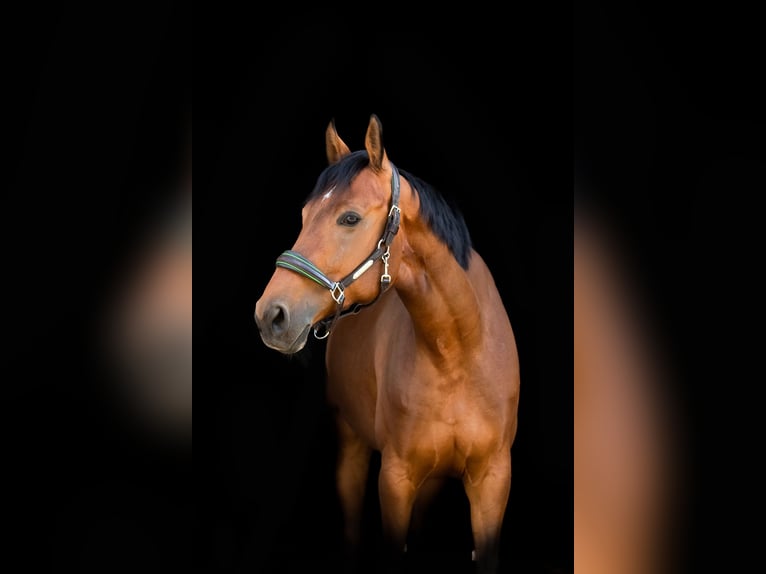Deutsches Reitpferd Stute 6 Jahre 172 cm Brauner in Wermelskirchen