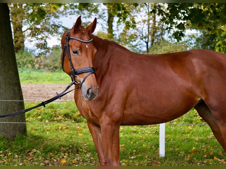 Deutsches Reitpferd Stute 6 Jahre 172 cm Fuchs in Wanzleben-Börde