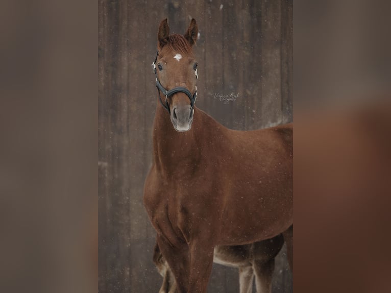 Deutsches Reitpferd Stute 6 Jahre 173 cm Fuchs in M&#xFC;ncheberg