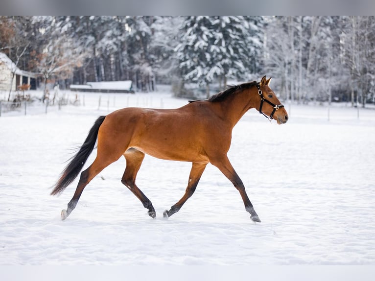 Deutsches Reitpferd Stute 6 Jahre 175 cm Brauner in Abenberg