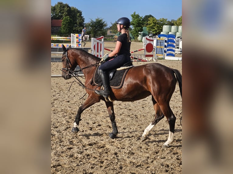 Deutsches Reitpferd Stute 7 Jahre 153 cm Brauner in Grevenbroich