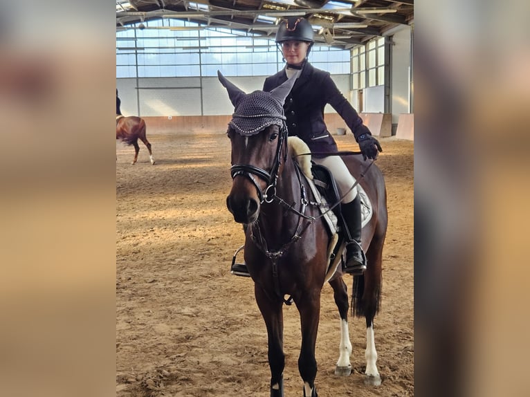 Deutsches Reitpferd Stute 7 Jahre 153 cm Brauner in Grevenbroich